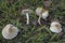 The Lepiota oreadiformis is a poisonous mushroom