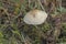 The Lepiota oreadiformis is a poisonous mushroom
