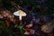 Lepiota Oreadiformis smooth umbrella fungus mushroom in colourful autumn forest