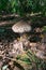 Lepiota parasol mushroom