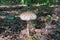 Lepiota parasol mushroom