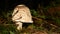 Lepiota the poisonous mushroom. Lepiota is a genus of gilled mushrooms in the family Agaricaceae