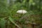 Lepiota rachodes Shaggy Parasol, Macrolepiota rachodes