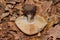 Lepista luscina mushroom. Inverted mushroom in the thick oak forest closeup.