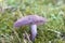 Lepista nuda mushroom