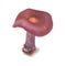 Lepista sordida mushroom