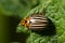 Leptinotarsa decemlineata, Colorado potato beetle