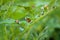 Leptinotarsa decemlineata on plant