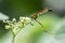 LeptogasterInsects- Asilidae