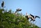 Leptoptilos is a genus of very large tropical storks,