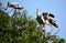 Leptoptilos is a genus of very large tropical storks,