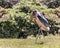 Leptoptilos, a large tropical stork. Huge bird with black upper body and wings, white belly and undertail, bare head and neck,