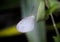 Leptosia Nina butterfly