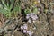 Leptosiphon Parviflorus Bloom - San Rafael Mtns - 051723