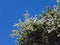 Leptospermum covered in white flowers