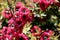 Leptospermum, ornamental garden plant flower close-up