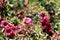 Leptospermum, ornamental garden plant flower close-up