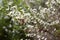 Leptospermum polygalifolium (Tantoon, jellybush, yellow tea tree)