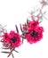 Leptospermum scarlet flowers over white background