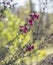 Leptospermum scoparium Burgundy Australian native flowers