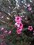 Leptospermum Scoparium, Erica Japonica, pink flowers