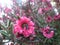 Leptospermum scoparium `red Damask` of Tea tree In the morning.