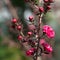Leptospermum scoparium or Tea Tree or Manuka or New Zealand Tea Tree
