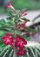 Leptospermum tree grows in the garden