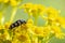 Leptura quadrifasciata, the longhorn beetle, walking yellow flowers