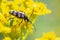 Leptura quadrifasciata, the longhorn beetle, walking yellow flowers