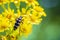 Leptura quadrifasciata, the longhorn beetle, walking yellow flowers