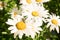 Lepturinae on daisies on a sunny day