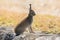 Lepus timidus. Mountain hare close-up in summer pelage, sits on the stones under the sunlight.