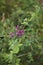 Lespedeza bicolor shrub in bloom