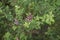 Lespedeza bicolor shrub in bloom