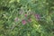 Lespedeza bicolor shrub in bloom