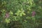 Lespedeza bicolor shrub in bloom