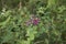 Lespedeza bicolor shrub in bloom