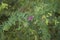 Lespedeza bicolor shrub in bloom
