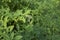 Lespedeza bicolor shrub close up
