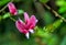 Lespedeza bicolor, shrubby bushclover, shrub lespedeza, and bicolor lespedeza