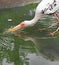 Lesser Adjutant Drinking Water in The Pond