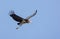 Lesser adjutant in flight