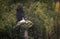 Lesser adjutant in flight