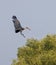 Lesser adjutant in flight