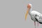 Lesser Adjutant Isolated on Light Gray Background, Clipping Path