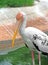 Lesser Adjutant Isolated on Nature Background