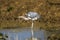 Lesser adjutant (Leptoptilos javanicus), in the riverbank