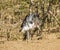 Lesser adjutant (Leptoptilos javanicus), in the riverbank