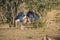 Lesser adjutant (Leptoptilos javanicus), in the riverbank